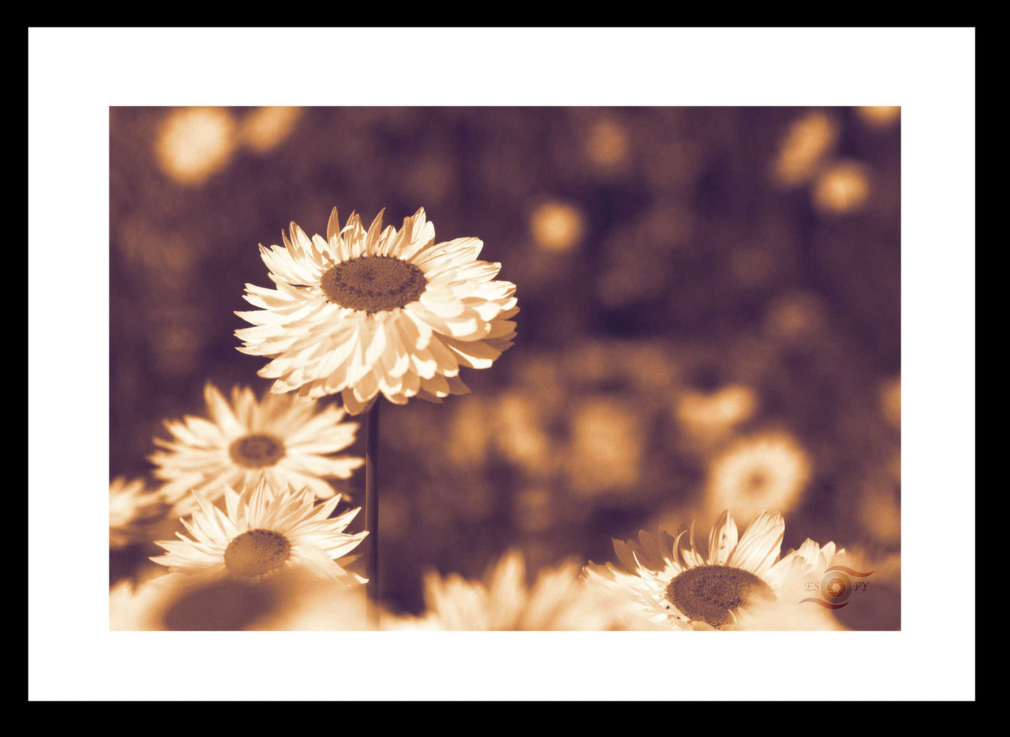 Flower Photography Wall Art Print of Everlasting Daisies in full bloom. Fine Art Print with Black Frame.