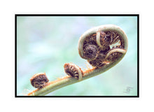 Load image into Gallery viewer, Fern Photography Wall Art Print of a Fern Shoot coming to life. Canvas Print with Black Frame.
