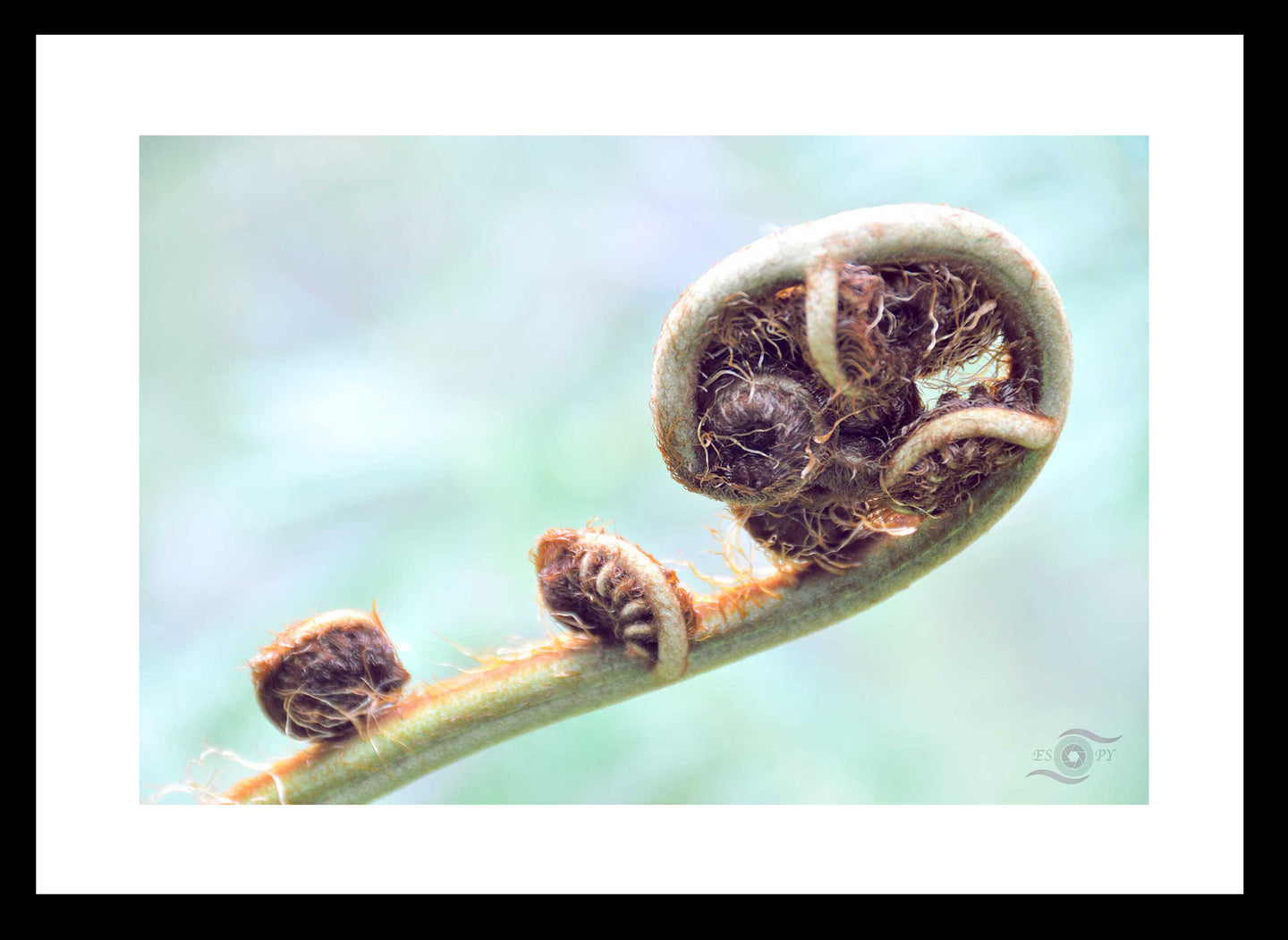 Fern Photography Wall Art Print of a Fern Shoot coming to life. Fine Art Print with Black Frame.