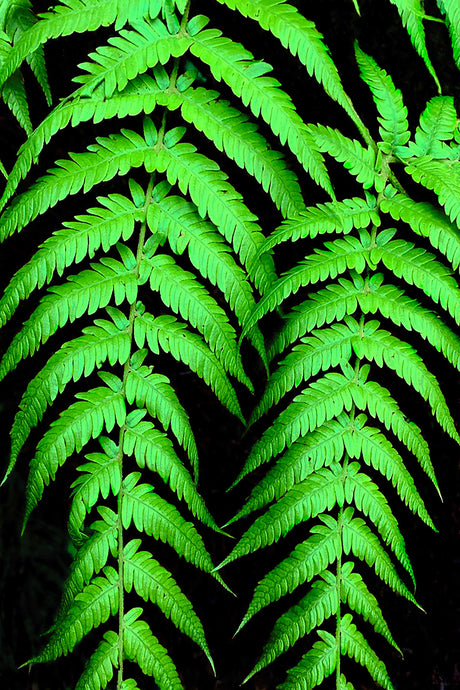 Fern Photography Wall Art Print taken on the ascend to Arthurs Seat, the highest viewpoint on the Mornington Peninsula, Victoria, Australia. Unframed Print.