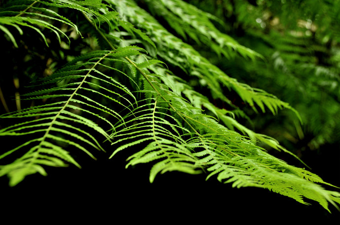 Fern Photography Wall Art Print of a frond taken in the Toolangi State Forest, Australia. Unframed Print.