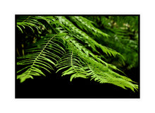 Load image into Gallery viewer, Fern Photography Wall Art Print of a frond taken in the Toolangi State Forest, Australia. Canvas Print with Black Frame.
