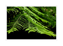 Load image into Gallery viewer, Fern Photography Wall Art Print of a frond taken in the Toolangi State Forest, Australia. Canvas Print with White Frame.
