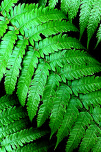 Load image into Gallery viewer, Fern Photography Wall Art Print taken on the ascend to Arthurs Seat, the highest viewpoint on the Mornington Peninsula, Victoria, Australia. Unframed Print.
