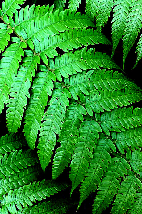 Fern Photography Wall Art Print taken on the ascend to Arthurs Seat, the highest viewpoint on the Mornington Peninsula, Victoria, Australia. Unframed Print.