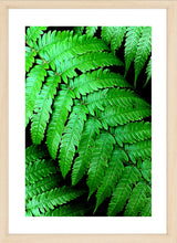 Load image into Gallery viewer, Fern Photography Wall Art Print taken on the ascend to Arthurs Seat, the highest viewpoint on the Mornington Peninsula, Victoria, Australia. Fine Art Print with Wood Frame.
