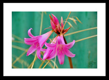 Load image into Gallery viewer, Flower Photography Wall Art Print of the Pink Easter Lily, taken in the Innes National Park in Southern Australia. Fine Art Print with White Frame.
