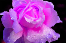 Load image into Gallery viewer, Flower Photography Wall Art Print of a neon Pink Rose wearing raindrops after a light rain shower. Unframed Print.
