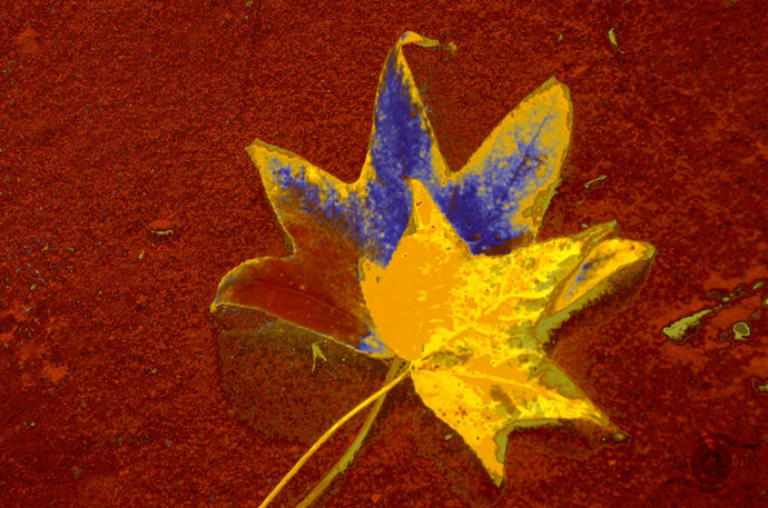 Autumn Leaves Photography Wall Art Print of abstract leaves on sand with a splash of blue and yellow . Unframed Print.