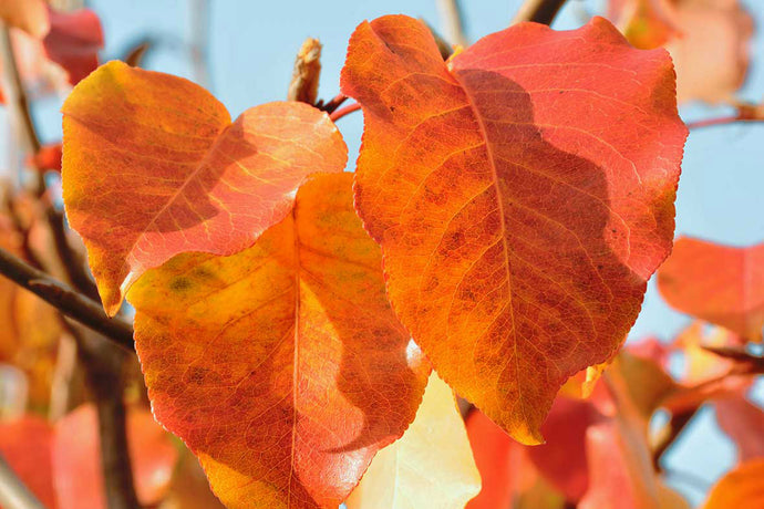 Autumn Leaves Photography Wall Art Print of late afternoon sunshine creating a wonderful warm glow through Autumn leaves. Unframed Print.