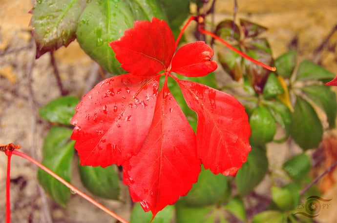 Autumn Leaves Photography Wall Art Print of a red leaf on a Virginia Creeper. Unframed Print. 