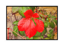 Load image into Gallery viewer, Autumn Leaves Photography Wall Art Print of a red leaf on a Virginia Creeper. Canvas Print with Black Frame.
