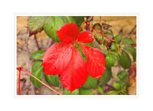 Load image into Gallery viewer, Autumn Leaves Photography Wall Art Print of a red leaf on a Virginia Creeper. Canvas Print with White Frame.
