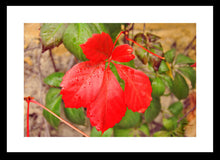 Load image into Gallery viewer, Autumn Leaves Photography Wall Art Print of a red leaf on a Virginia Creeper. Fine Art Print with Black Frame.
