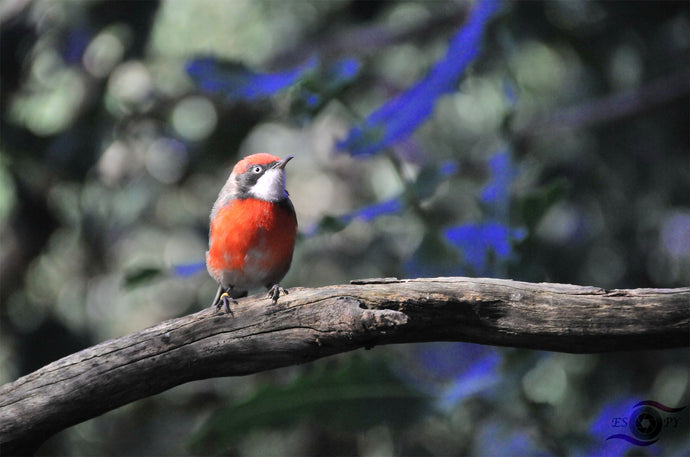 Wildlife Artwork of a juvenile Scarlet Chat Bird, taken in South Western Australia. Unframed Print. 