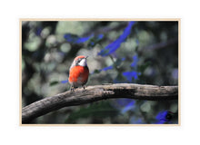 Load image into Gallery viewer, Wildlife Artwork of a juvenile Scarlet Chat Bird, taken in South Western Australia. Canvas Print with Wood Frame. 
