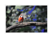 Load image into Gallery viewer, Wildlife Artwork of a juvenile Scarlet Chat Bird, taken in South Western Australia. Canvas Print with White Frame. 
