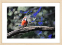 Load image into Gallery viewer, Wildlife Artwork of a juvenile Scarlet Chat Bird, taken in South Western Australia. Fine Art Print with Wood Frame. 
