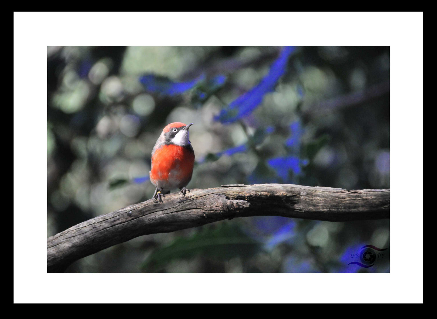 Wildlife Artwork of a juvenile Scarlet Chat Bird, taken in South Western Australia. Fine Art Print with Black Frame. 