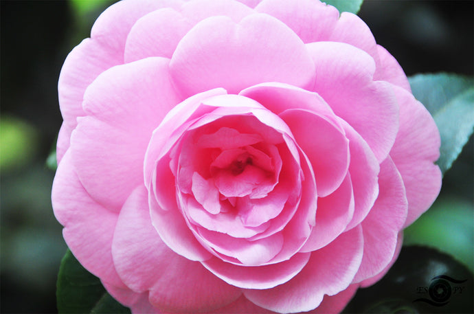 Flower Photography Wall Art Print of a Pink Camellia taken at Sherbrooke, in the Dandenong Ranges. Unframed Print.