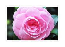 Load image into Gallery viewer, Flower Photography Wall Art Print of a Pink Camellia taken at Sherbrooke, in the Dandenong Ranges. Canvas Print with White Frame.
