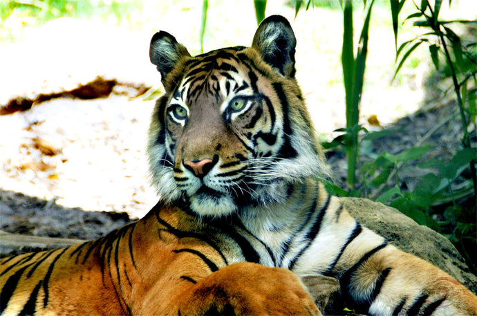 Wildlife Photography Artwork of a majestic tiger at rest. Unframed Print. 