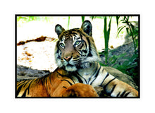 Load image into Gallery viewer, Wildlife Photography Artwork of a majestic tiger at rest. Canvas Print with Black Frame. 
