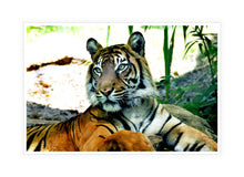 Load image into Gallery viewer, Wildlife Photography Artwork of a majestic tiger at rest. Canvas Print with White Frame. 
