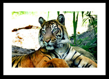 Load image into Gallery viewer, Wildlife Photography Artwork of a majestic tiger at rest. Fine Art Print with Black Frame. 
