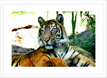 Load image into Gallery viewer, Wildlife Photography Artwork of a majestic tiger at rest. Fine Art Print with White Frame. 
