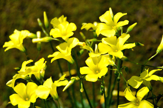 Buttercup Photography Wall Art of Bermuda Buttercups carpeting the South Western Australian wild flower country in early Spring. Available on Fine Art Paper, Canvas and Acrylic. 