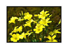 Load image into Gallery viewer, Flower Photography Wall Art Print of Bermuda Buttercups carpeting the South Western Australian wild flower country in early Spring. Canvas Print with Black Frame.
