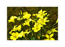 Load image into Gallery viewer, Flower Photography Wall Art Print of Bermuda Buttercups carpeting the South Western Australian wild flower country in early Spring. Canvas Print with White Frame.
