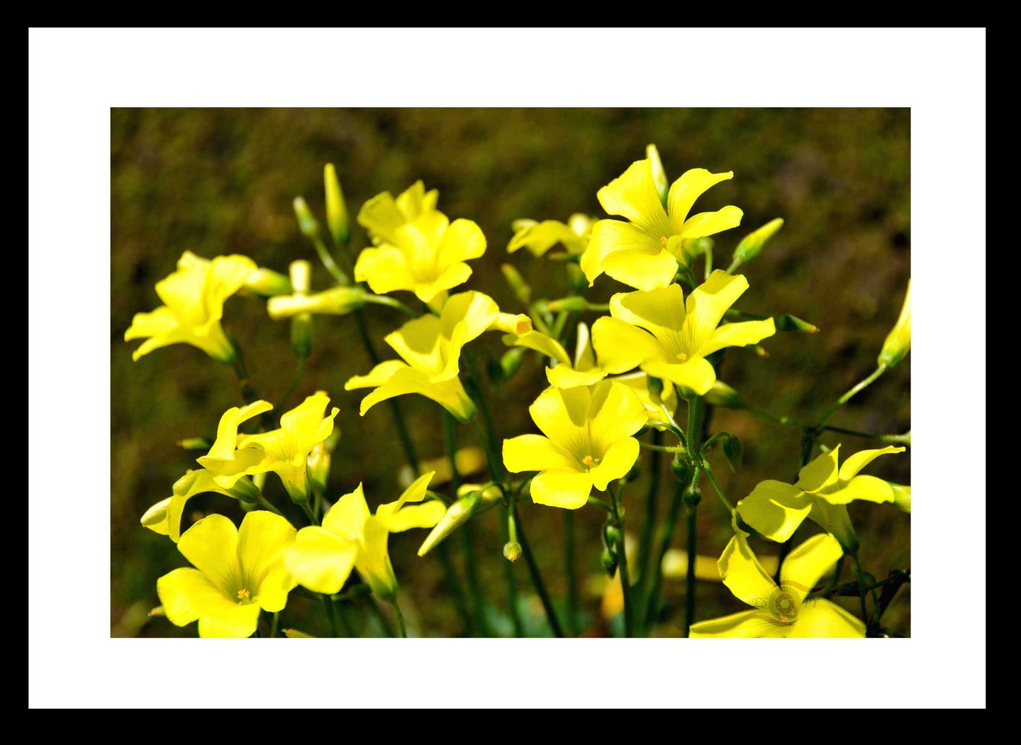 Flower Photography Wall Art Print of Bermuda Buttercups carpeting the South Western Australian wild flower country in early Spring. Fine Art Print with Black Frame. 