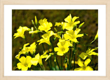 Load image into Gallery viewer, Flower Photography Wall Art Print of Bermuda Buttercups carpeting the South Western Australian wild flower country in early Spring. Fine Art Print with Wood Frame.
