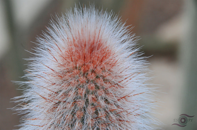 Cactus Photography Wall Art Print of sharp spines hidden within the soft and fluffy hairy exterior of this cactus. Unframed Print.