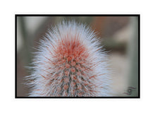 Load image into Gallery viewer, Cactus Photography Wall Art Print of sharp spines hidden within the soft and fluffy hairy exterior of this cactus. Canvas Print with Black Frame.
