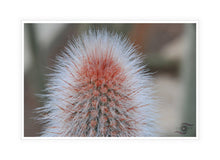 Load image into Gallery viewer, Cactus Photography Wall Art Print of sharp spines hidden within the soft and fluffy hairy exterior of this cactus. Canvas Print with White Frame.
