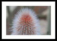 Load image into Gallery viewer, Cactus Photography Wall Art Print of sharp spines hidden within the soft and fluffy hairy exterior of this cactus. Fine Art Print with Black Frame. 
