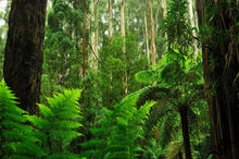 Load image into Gallery viewer, Forest Photography Wall Art Print of tree ferns and tall Eucalyptus taken in the Dandenong ranges, Victoria, Australia. Unframed Print.
