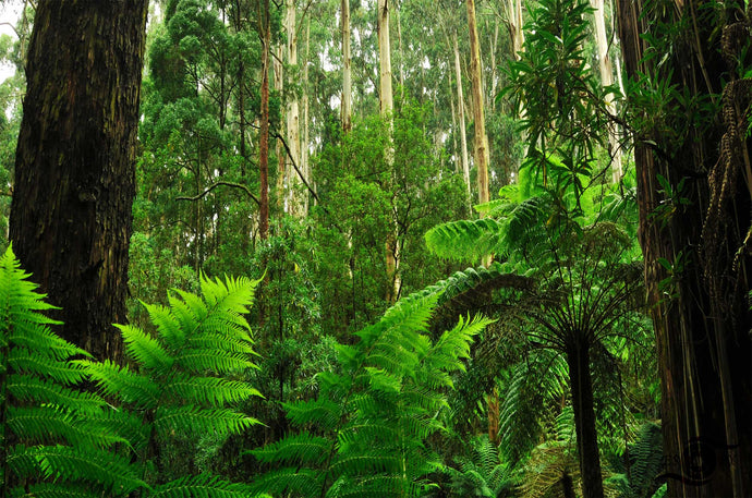 Forest Photography Wall Art Print of tree ferns and tall Eucalyptus taken in the Dandenong ranges, Victoria, Australia. Unframed Print.