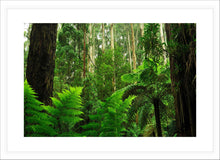 Load image into Gallery viewer, Forest Photography Wall Art Print of tree ferns and tall Eucalyptus taken in the Dandenong ranges, Victoria, Australia. Fine Art Print with White Frame.
