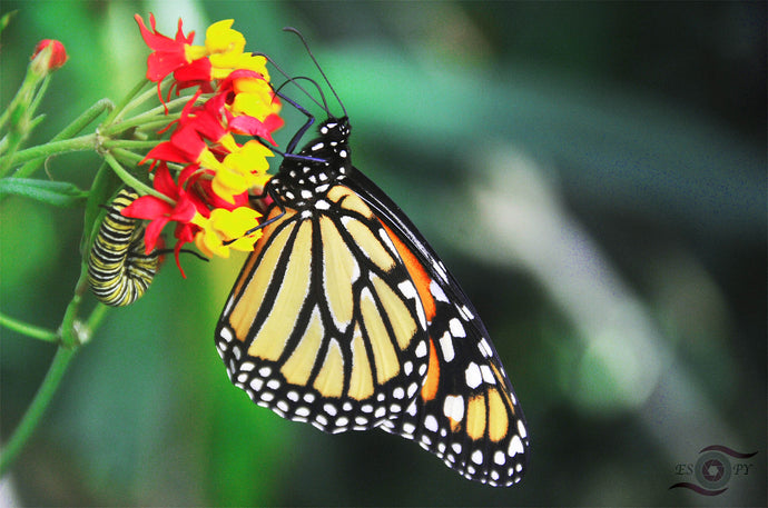 Wildlife Photography Artwork of a stunning Monarch Butterfly taken with a caterpillar on a delicate colourful bloom, signalling the circle of life. Unframed Print. 