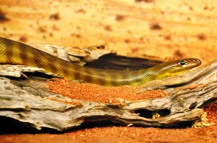 Wildlife Photography Artwork of a Woma sand python taken in Western Australia. Unframed Print. 