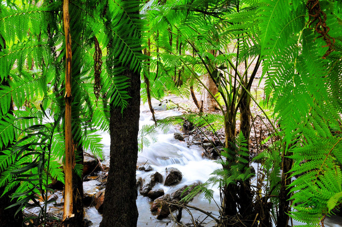 Forest Photography Wall Art Print of a stream running through the heart of Araluen Botanic Park. Unframed Print.