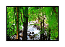 Load image into Gallery viewer, Forest Photography Wall Art Print of a stream running through the heart of Araluen Botanic Park. Canvas Print with Black Frame.
