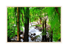 Load image into Gallery viewer, Forest Photography Wall Art Print of a stream running through the heart of Araluen Botanic Park. Canvas Print with Wood Frame.
