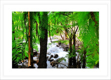 Load image into Gallery viewer, Forest Photography Wall Art Print of a stream running through the heart of Araluen Botanic Park. Fine Art Print with White Frame.
