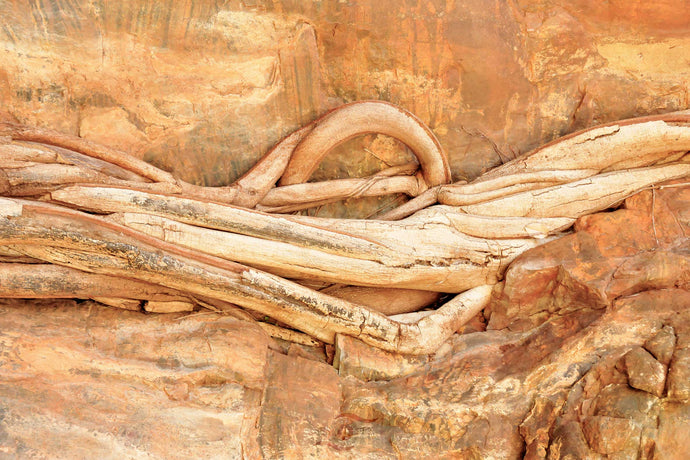 Pilbara Photography Artwork of Entwined Tree Roots in the Karijini National Park. Unframed Print. 