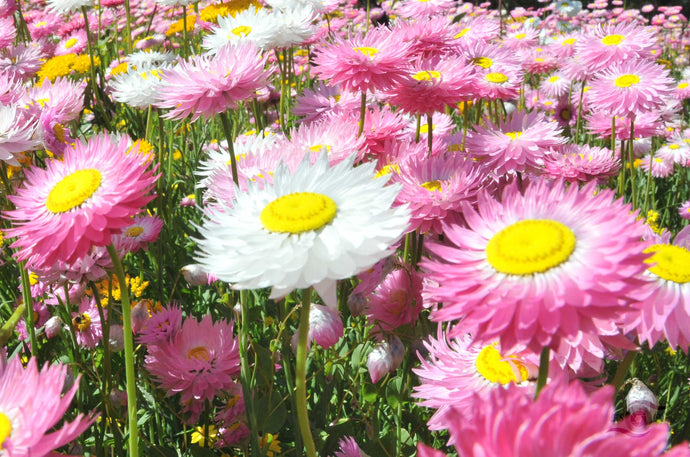 Flower Photography Wall Art Print of Everlasting Daisies in full pink and white bloom. Unframed Print. 